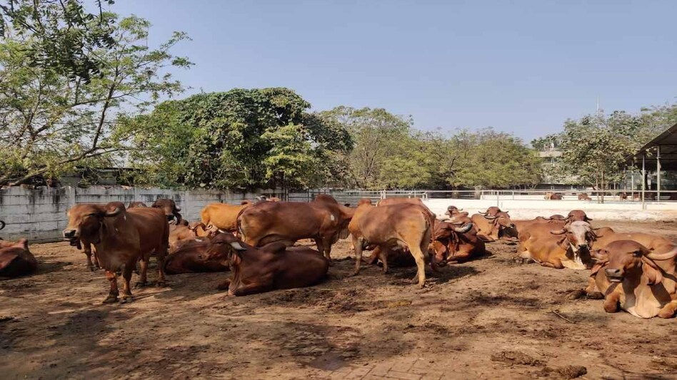 ગુજરાત સહિત દેશભરમાં વિચરતા પશુઓની વસતી ગણતરી કરાશે