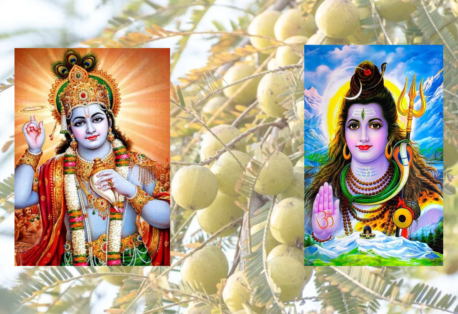 રંગભરી એકાદશી પર આમળાના વૃક્ષની પૂજા કેમ કરવામાં આવે છે?