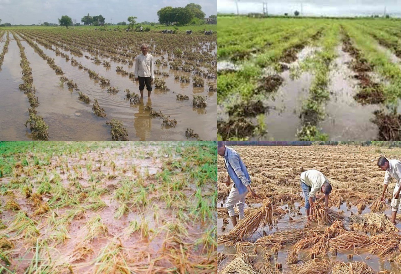 ખેડૂતો આનંદો: માવઠાંથી થયેલાં નુકસાનનો સરવે કરાશે