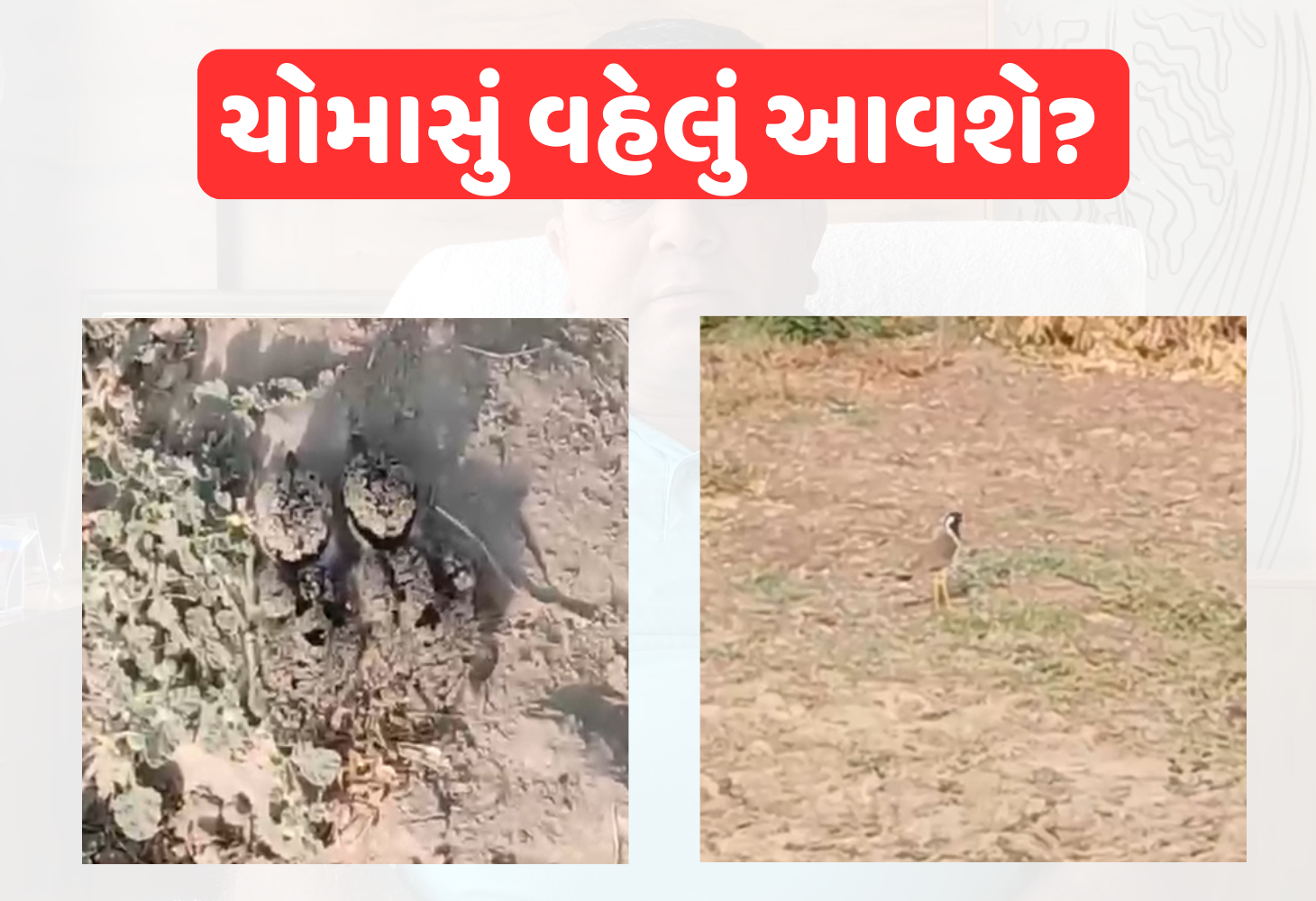 ટિટોડીનો સંકેત : શું આ વખતે વરસાદ વહેલો આવશે?