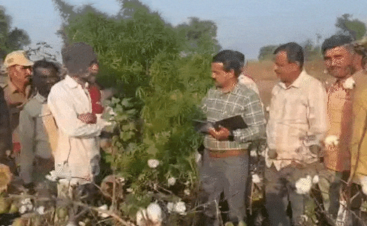 કપાસની આડમાં ગાંજાનું વાવેતર, 180 છોડ જપ્ત