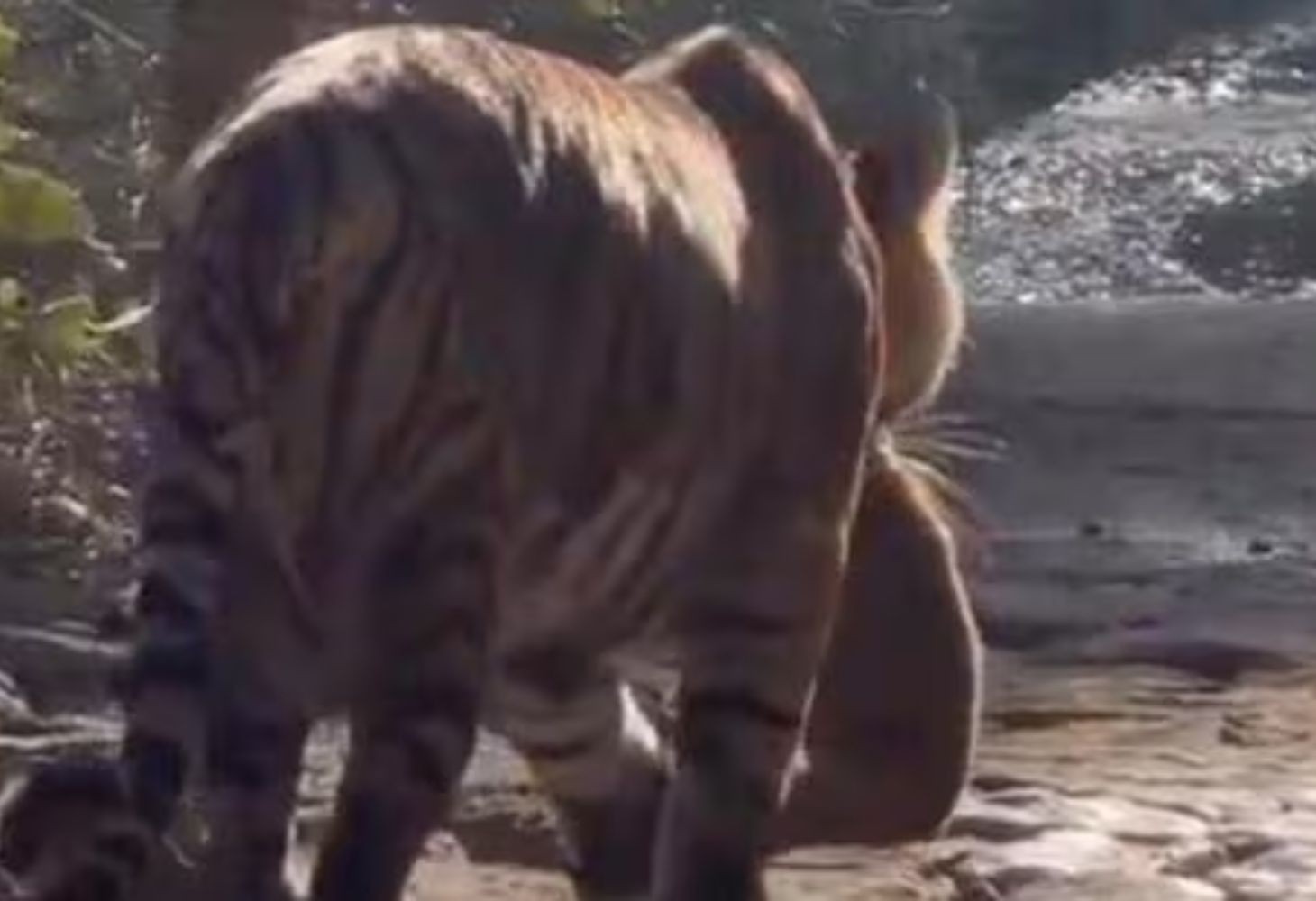 Tigress Sultana Seen with Two Newborn Cubs
