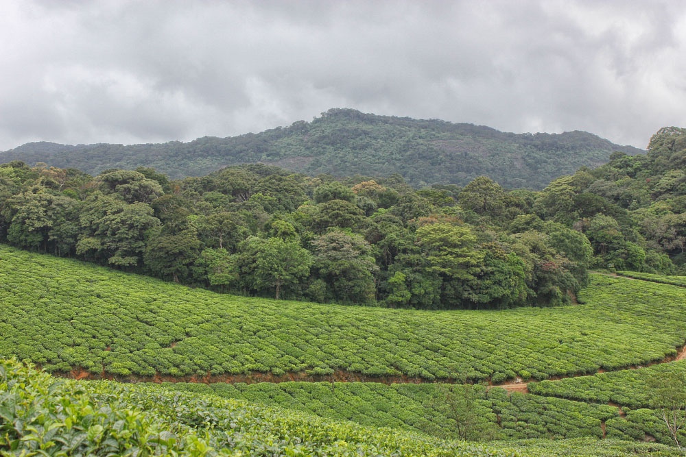 Forests for Sale? India’s Quiet Green Shift