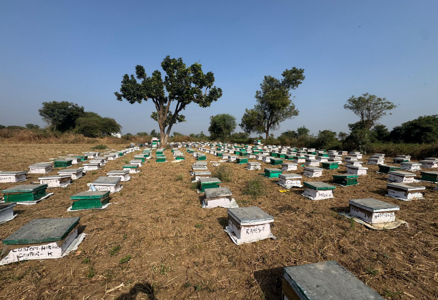ગુજરાતમાં શ્વેત ક્રાંતિ બાદ હવે મધ ક્રાંતિ..