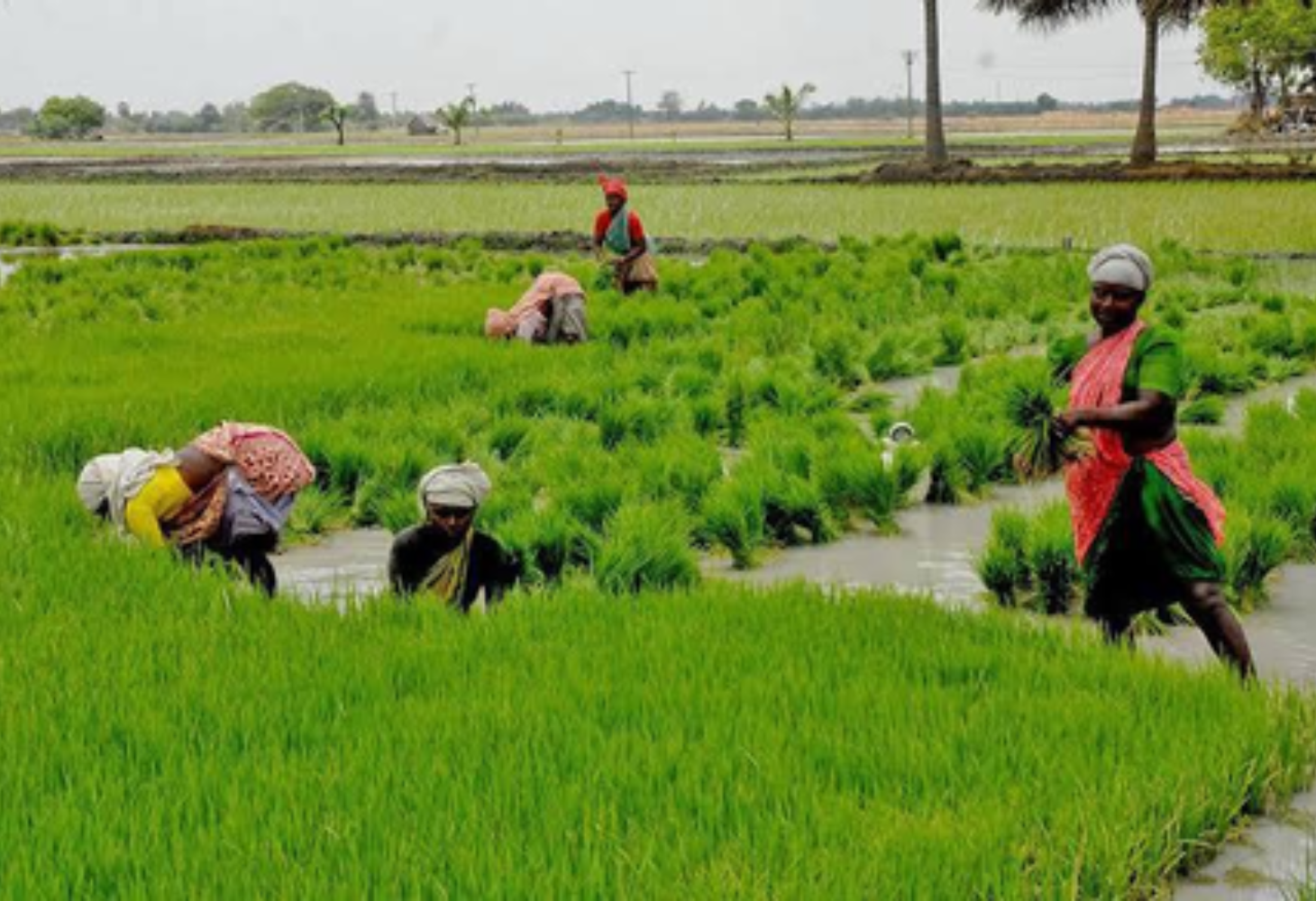 TN Farmers Welcome Cauvery, Kuruvai Target Set