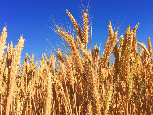 India's Wheat Procurement Hits 3-Year High