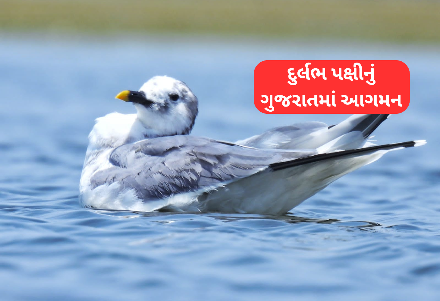 ગુજરાતનું ગૌરવ: નળ સરોવરમાં દુર્લભ ‘સબાઇનનો ગુલ’નો નજારો