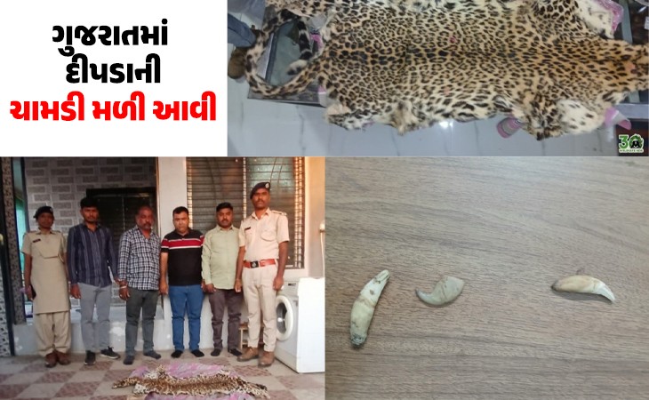 ગુજરાતમાં દીપડાની ચામડી ઝડપાઈ
