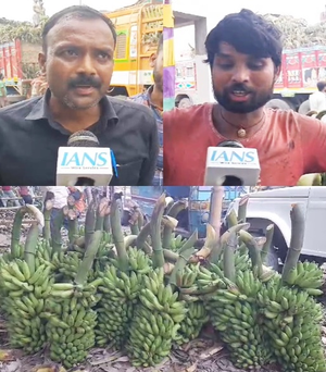 બિહાર: છઠના કારણે કેળાની માંગ વધી