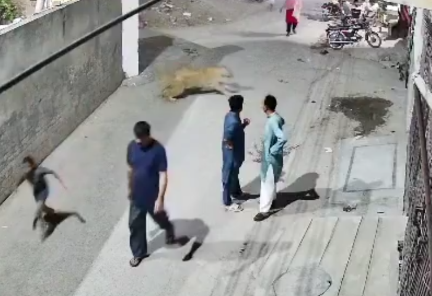 Pakistan: લાહોરમાં પાલતુ સિંહ દીવાલ કૂદીને ભાગ્યો, 3ને ઇજા!