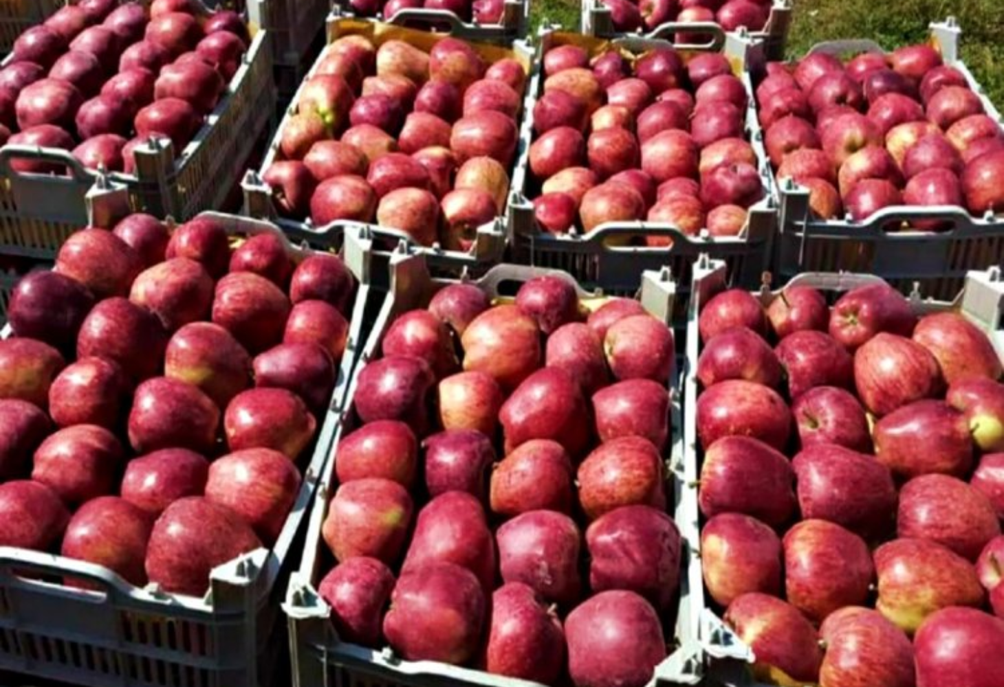 Thieves Steal 400 Apple Trees in J&K's Shopian