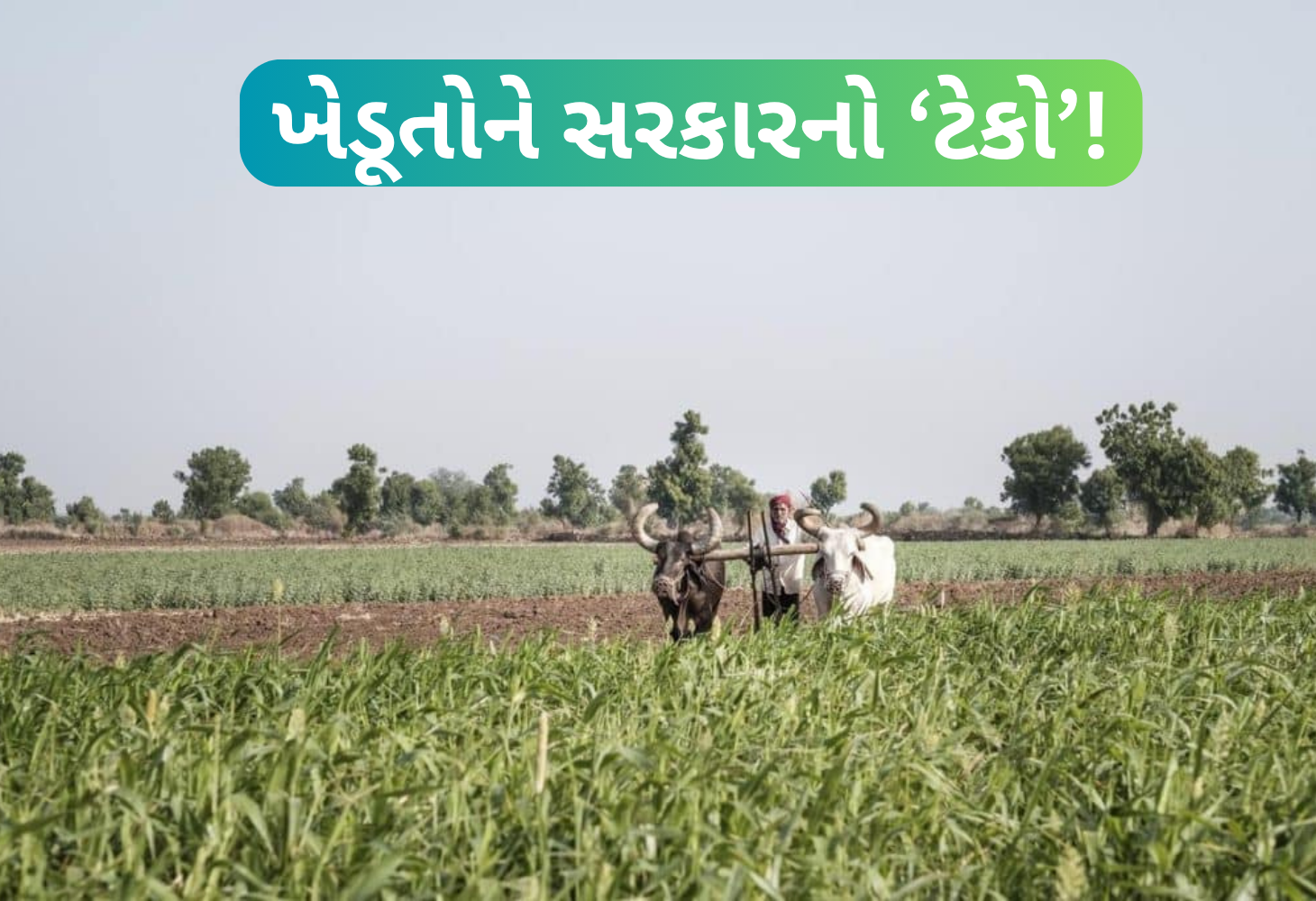 ખેડૂતો માટે ખુશખબર: ખરીફ પાકોના ટેકાના ભાવમાં 69 થી 596 રૂપિયાનો વધારો