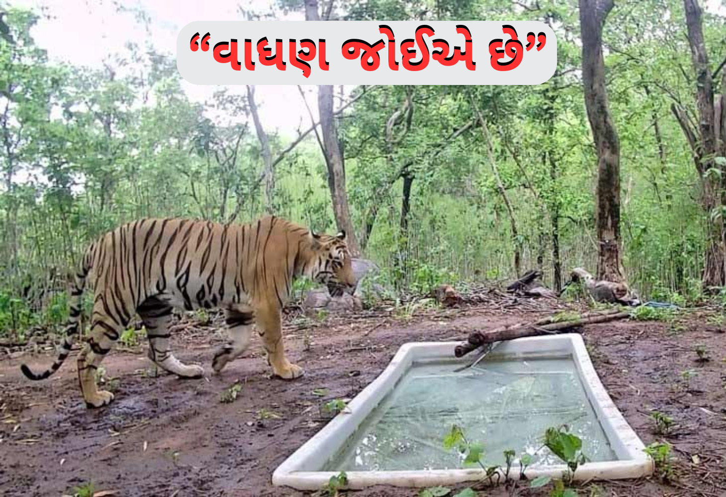 વાઘને જીવનસાથી પૂરો પાડવા સરકારની કાર્યવાહી