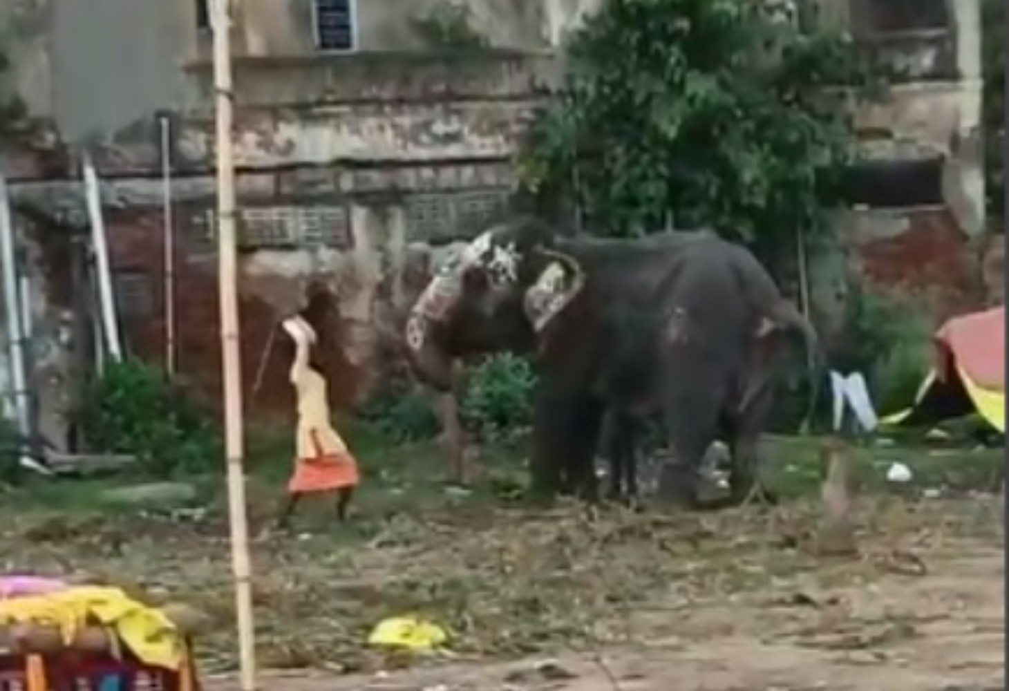 AHMEDABAD :  હાથીને માર મારવાના બનાવમાં કડક કાર્યવાહી કરવાની માગ