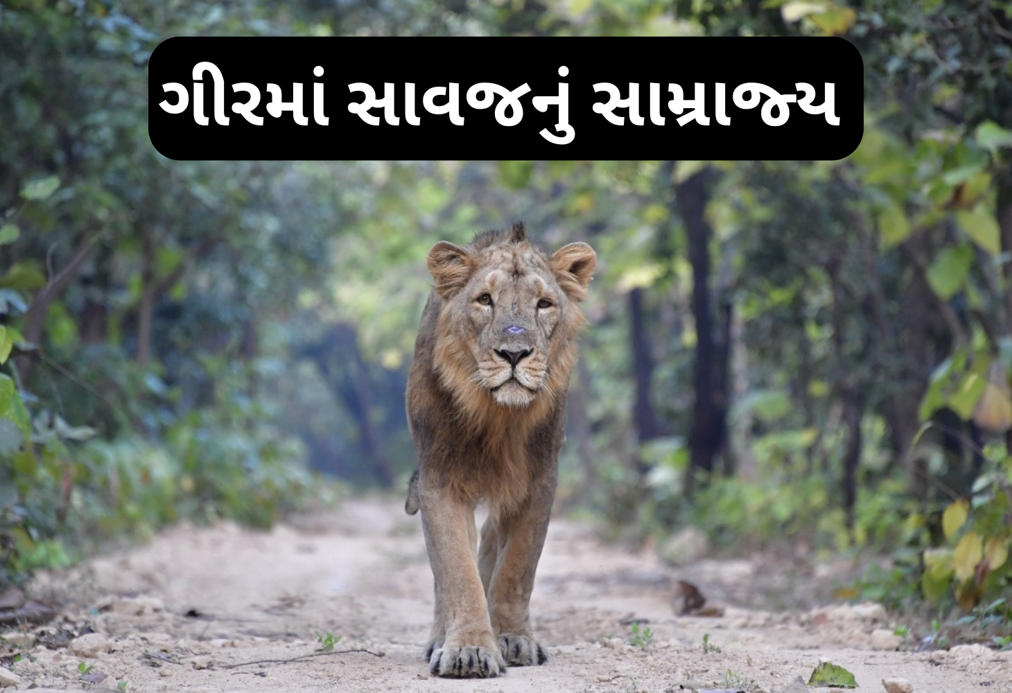 એશિયાઈ સિંહ: ગુજરાતનું ગૌરવ અને ગીરનો રાજા