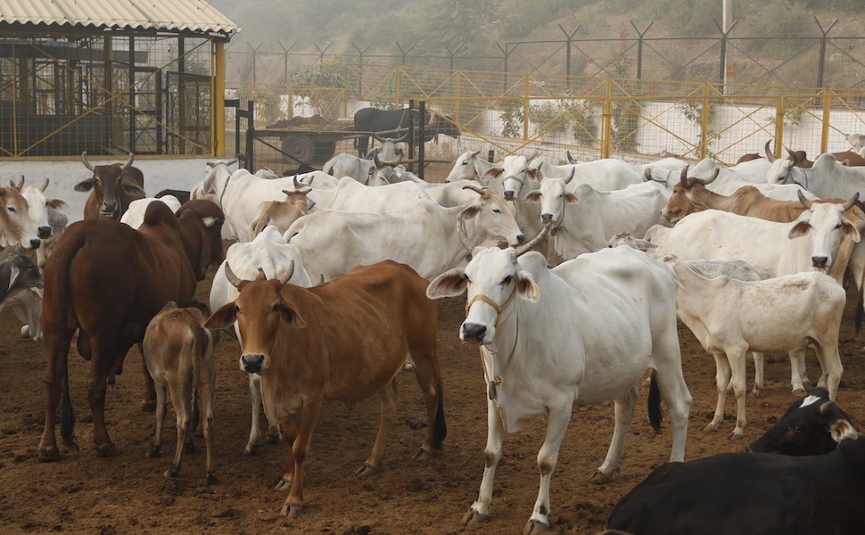 દેશની સૌ પ્રથમ આત્મનિર્ભર ગૌશાળા