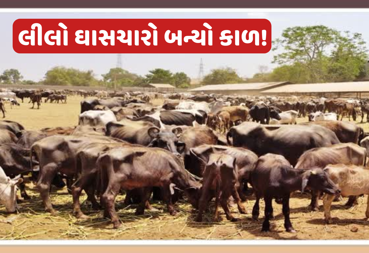 Banaskantha : ડીસાની પાંજરાપોળમાં 36 ગાયોના કરુણ મોતથી ચકચાર...