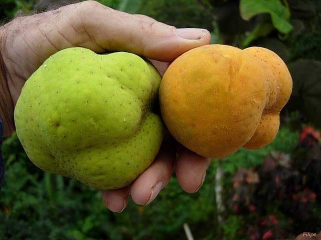 क्या आपने कभी 'बड़हल' खाया हैं?