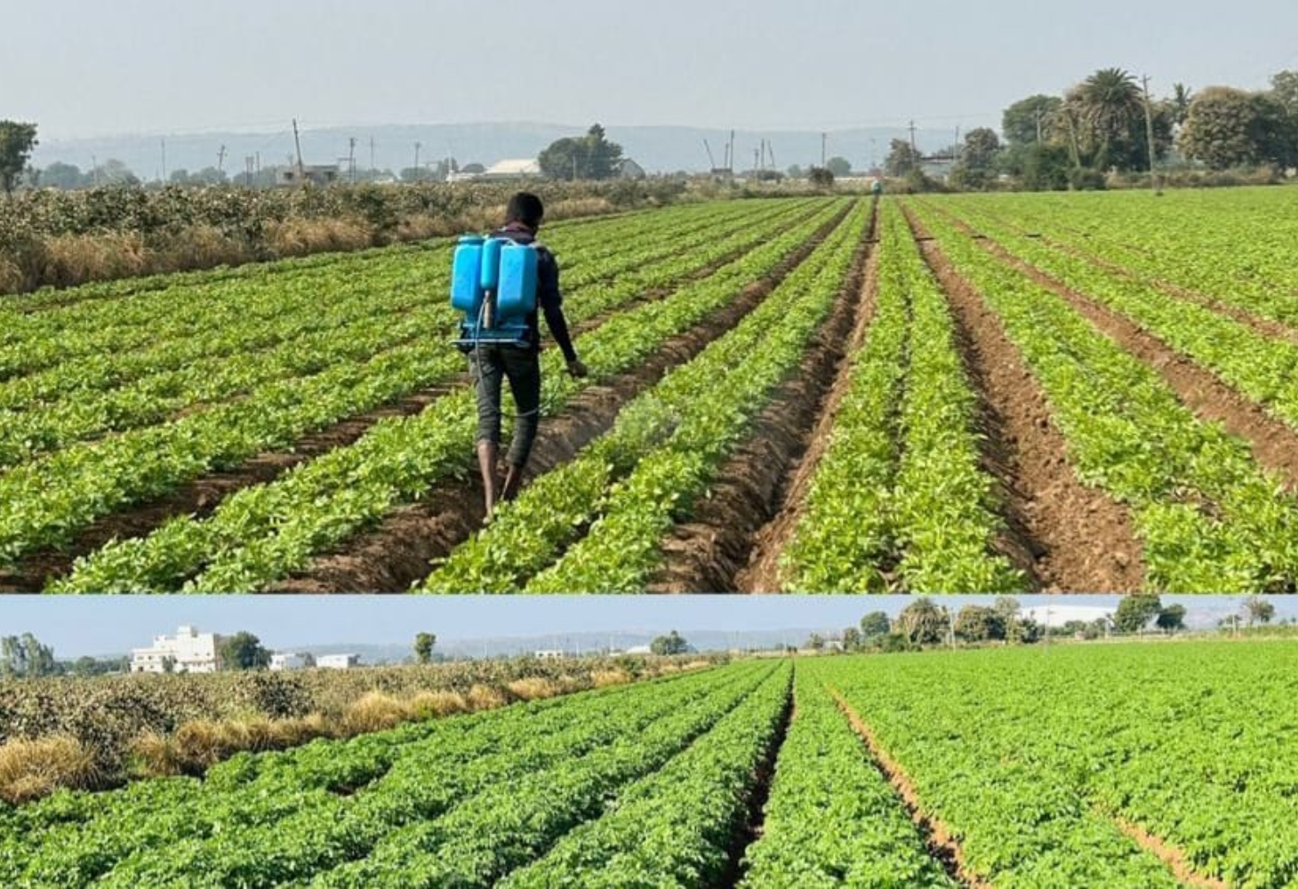 Gujarat Tops India in French Fry Potato Production
