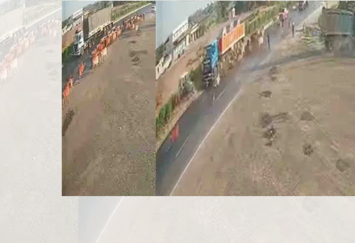 ભરૂચ નજીક ભયંકર અક્સામાત, 7 ગાયના મોત 7 ગંભીર