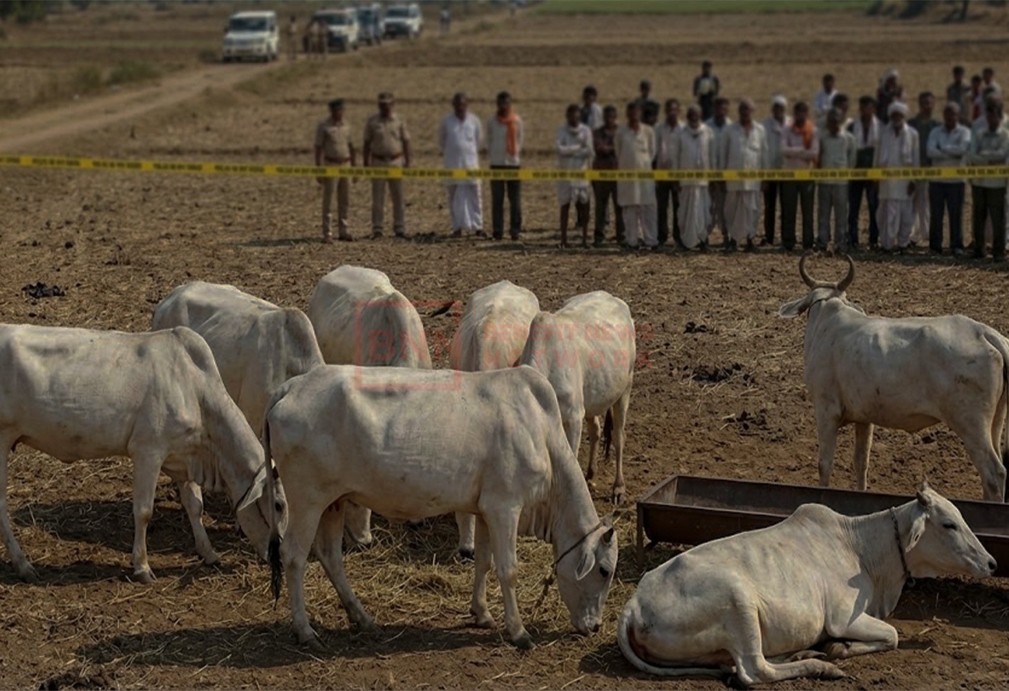 રાજકોટની ગૌશાળામાં 20થી વધુ ગાયોના મોત