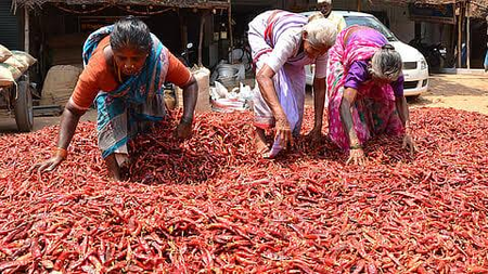 Tamil Nadu Chilli Harvest Hit by Unseasonal Rain