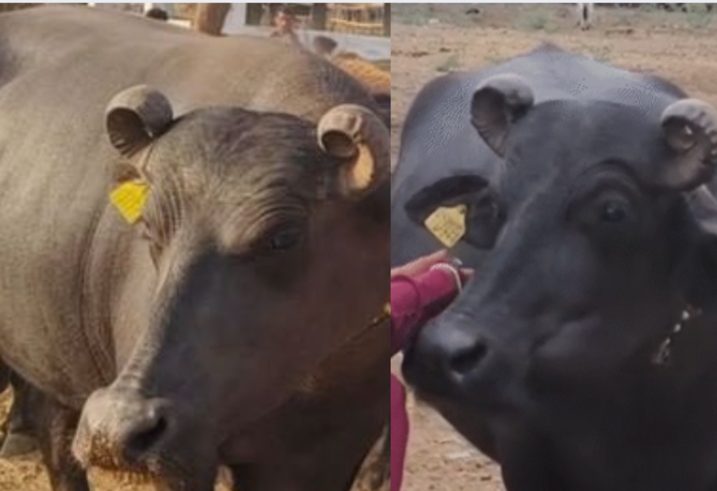 Kutch ની અસલ બન્ની નસલની ભેંસ આટલા લાખમાં વેચાઇ