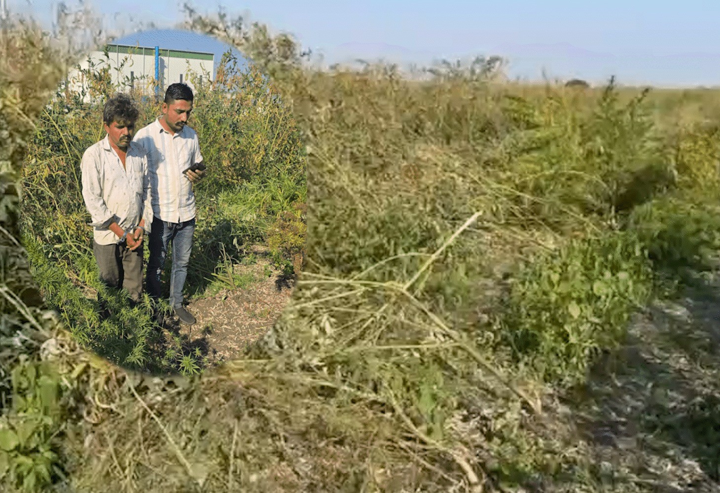 ખેતીની આડમાં ગાંજાનું લાખોમાં થતું વાવેતર ઝડપાયું