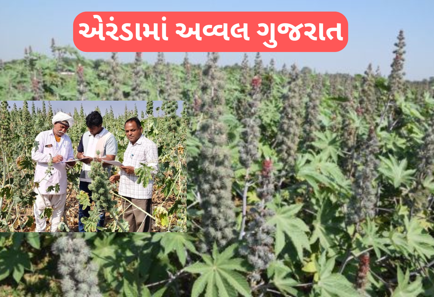 શું તમને ખબર છે કે ભારતમાં સૌથી વધુ ક્યાં વિસ્તારમાં થાય છે એરંડાનું ઉત્પાદન?