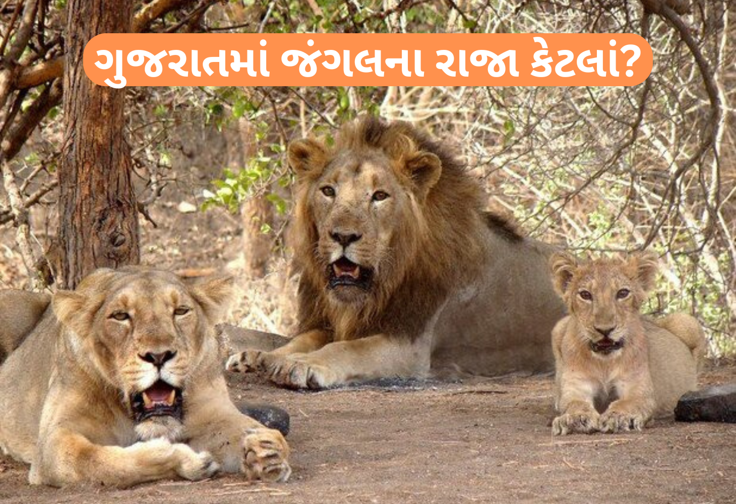 એશિયાઈ સિંહોની વસ્તીનું રહસ્ય ખૂલશે આવતીકાલે, મુખ્યમંત્રી કરશે જાહેરાત