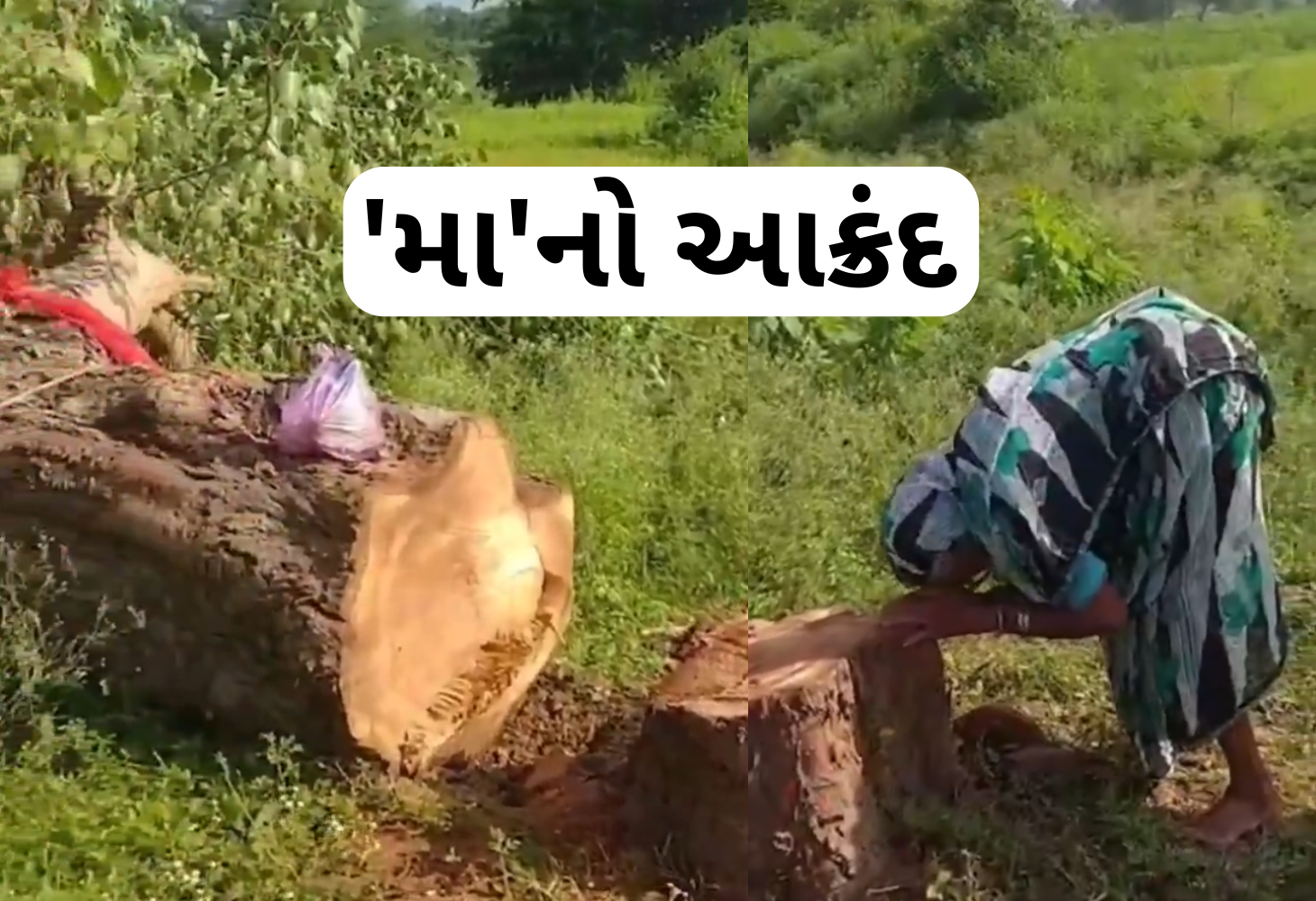 'મા'નો પુકાર: દિકરા સમાન ઝાડને કાપતા કર્યો આક્રંદ