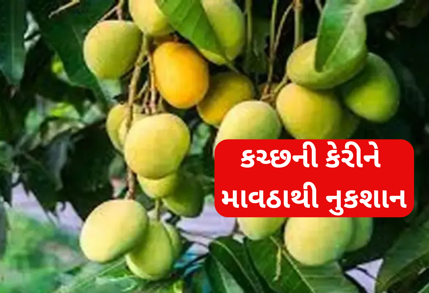 Kutch ની કેસર કેરીની ઉપજમાં ઘટાડો: વાતાવરણનો પ્રકોપ ખેડૂતો માટે આફત