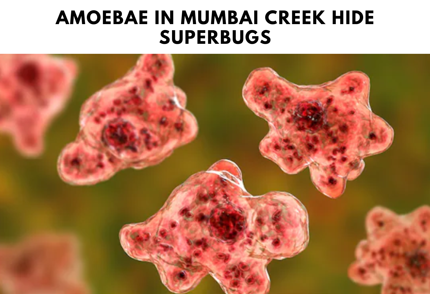 Amoebae in Mumbai Creek hide superbugs
