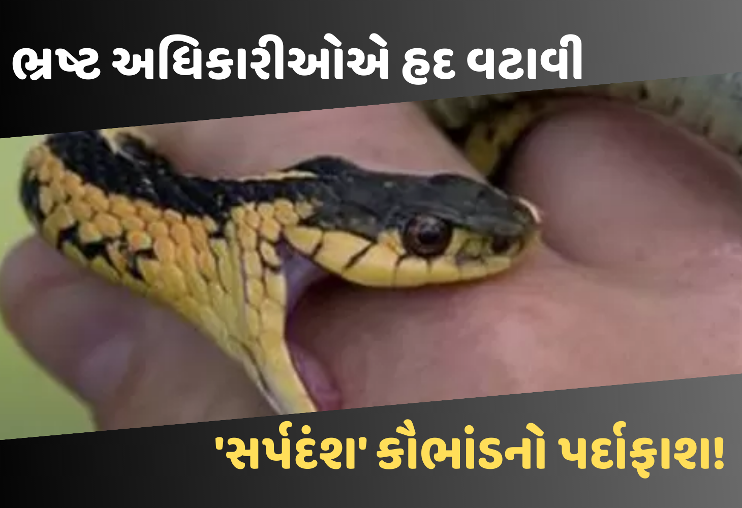 Madhya Pradesh : 'સર્પદંશ' મહા કૌભાંડ, 47 'મૃતકો'ના નામે 11.26 કરોડ ખંખેર્યા, ક્લાર્ક સહિત 21 ની ધરપકડ!
