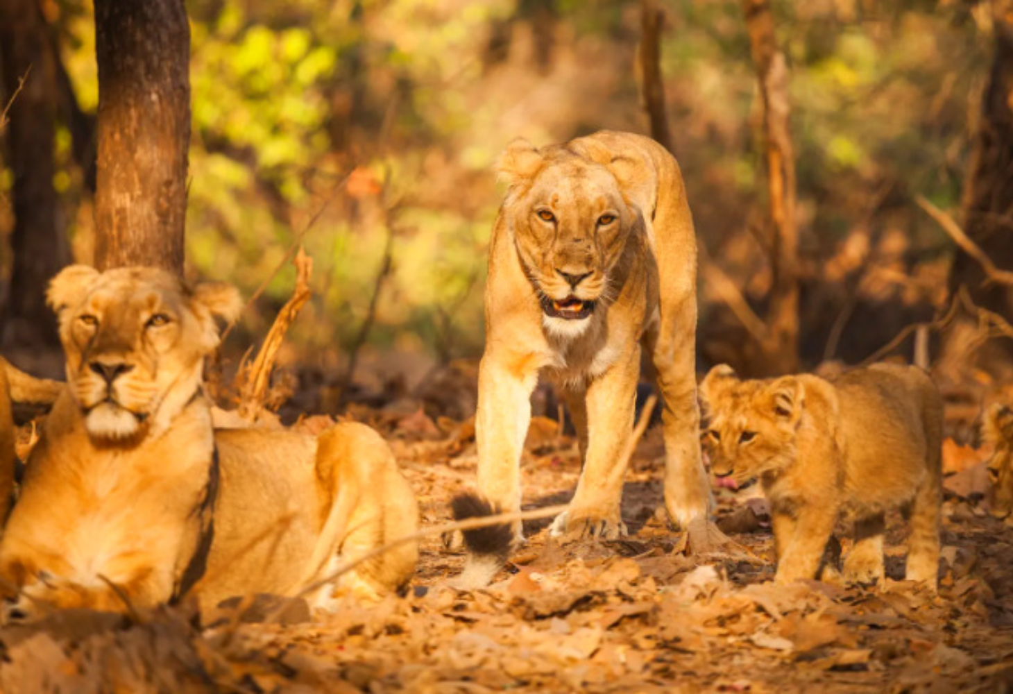 Wildlife Tourism : ગુજરાતના જંગલોમાં ચાર મહિના સન્નાટો, પ્રવાસીઓ પર સંપૂર્ણ પ્રતિબંધ!
