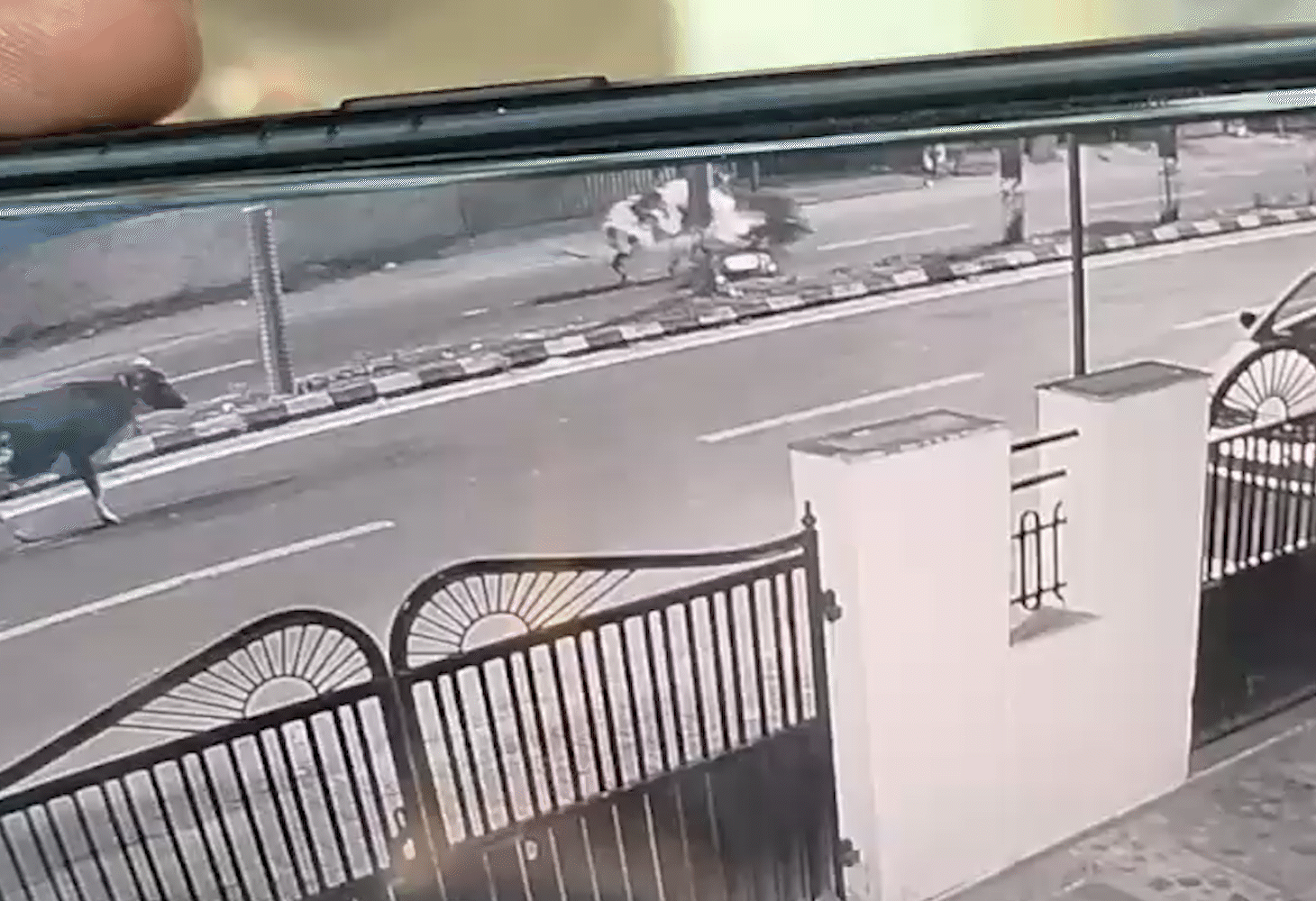 વડોદરામાં ઢોરના કારણે અકસ્માત- યુવકનું મોત!