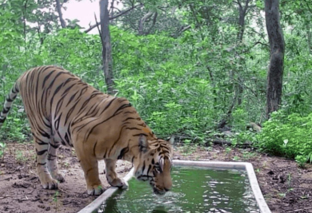 ગુજરાતમાં વાઘણ માટે વાધે ઓળંગ્યા સીમાડા