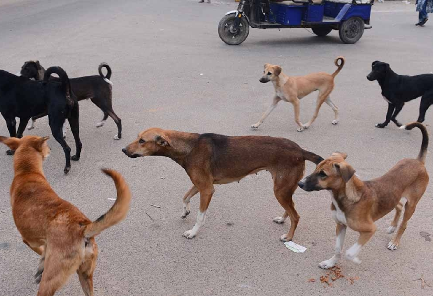 કૂતરાના આતંકથી સુપ્રીમ કોર્ટ પણ પરેશાન