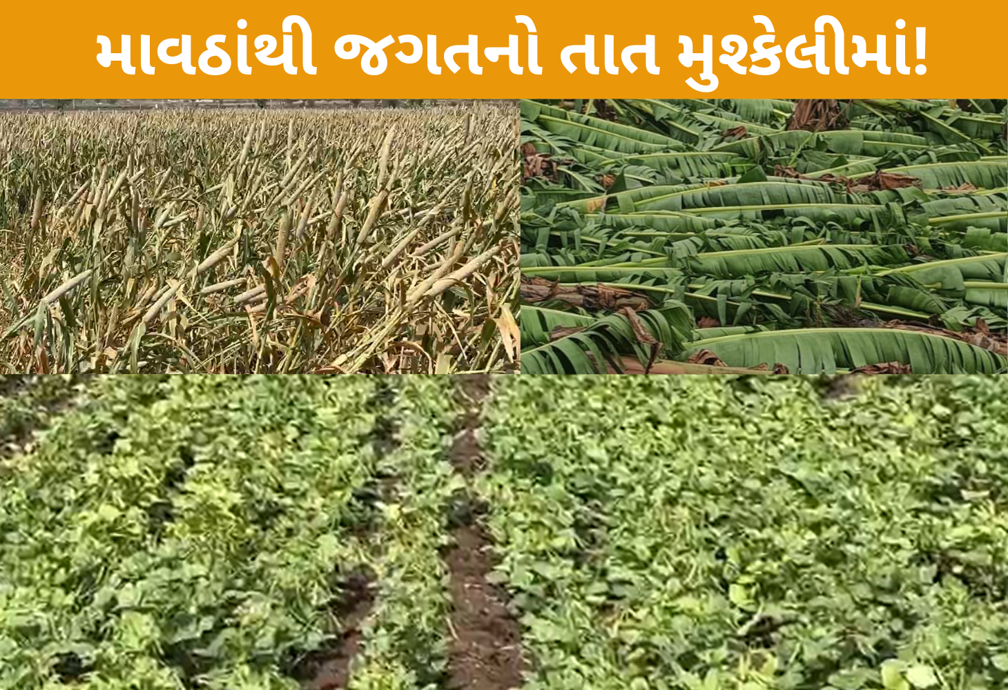 કૃષિ પર આફત: 20થી વધુ જિલ્લામાં કમોસમી વરસાદથી પાકને નુકસાન