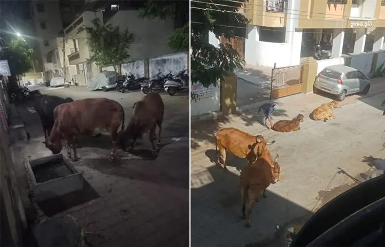 જામનગરમાં રખડતાં ઢોર અને શ્વાનોનો ત્રાસ